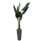 Strelitzia Reginae (Starliçe) Cennet Kuşu Çiçeği – Uzun Kiralama