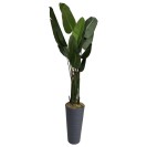 Strelitzia Reginae (Starliçe) Cennet Kuşu Çiçeği – Uzun Kiralama